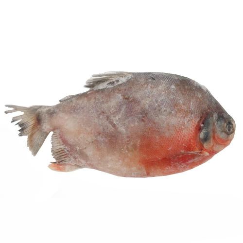 Imagen de Cachama  fresca